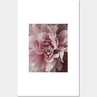 Macro Peony Posters and Art